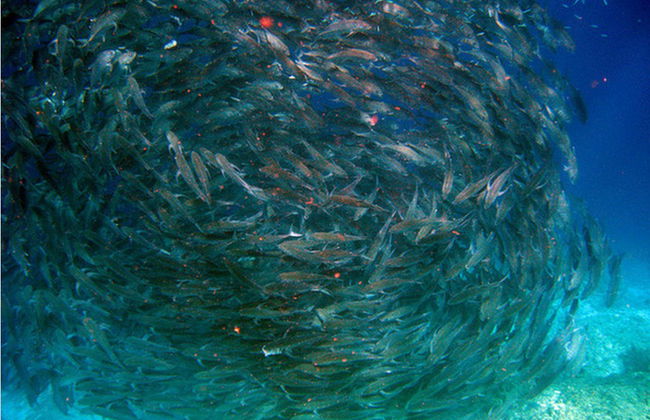 Tour à l'île de Balicasag - Photo 3