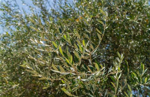 Messenian Serenity - Foto 40