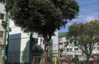 Verdes Mares - Foto 18