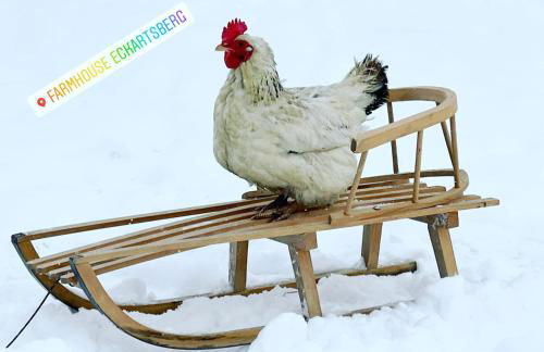 FarmHouse Eckartsberg im Zittauer Gebirge - Gemütliche und moderne Ferienwohnungen mit Terrasse - Foto 47