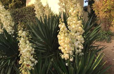 La Soleillade Laudun - Foto 36