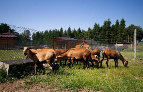 Zagroda Nad Kotelnią - Foto 71