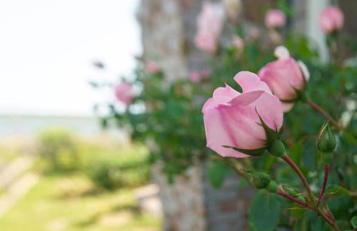 Sesachacha Cottage in Nantucket - Foto 13