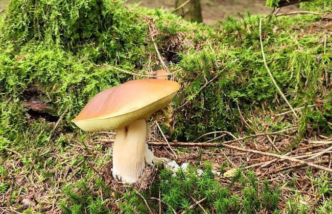 Holiday Home in Willersdorf With Outdoor Sauna - Photo 30