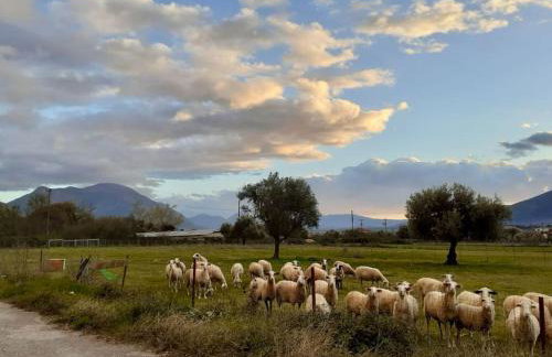 Olive Garden Studio - Foto 35