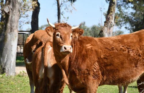 Masseria Medico di Maglie - Foto 30