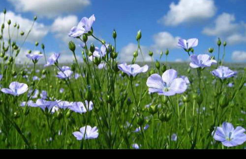 Appartement Veules roses , la cressonnière: « Veules & Victor « - Foto 58