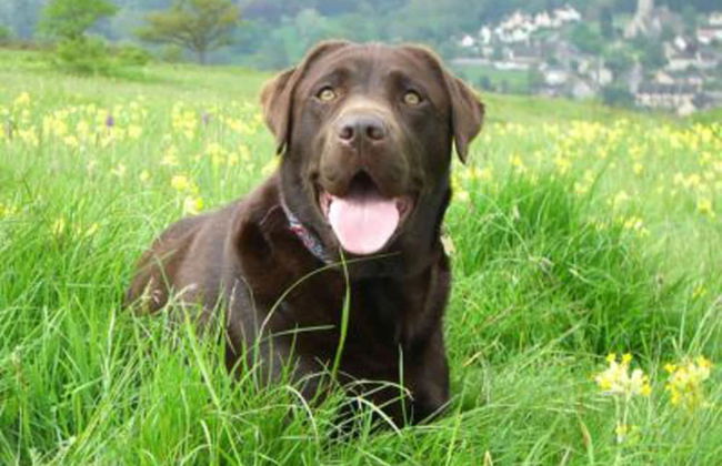 Cotswolds Valleys Accommodation Springfl - Foto 17