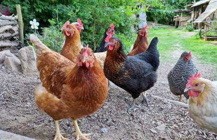 Waldnest Odenwald - Waldhauszimmer - Photo 12