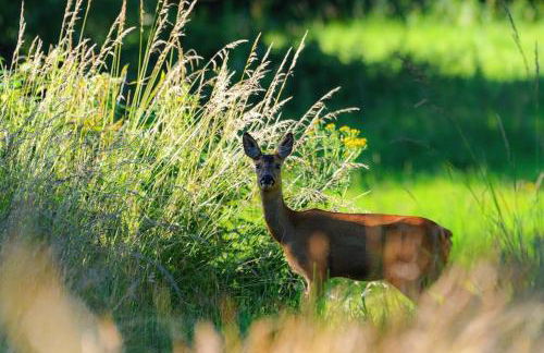 Upper Beeches - Foto 27