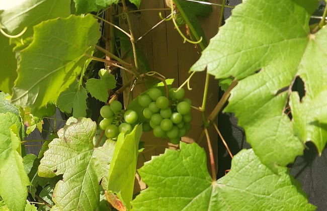 Harbour View Cottage Boutique B&b - Foto 47