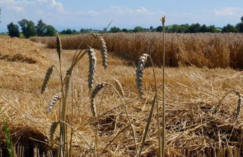 Guesthouse Trostelhof 4 - Photo 39