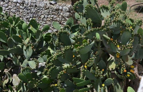 Masseria Medico di Maglie - Foto 34