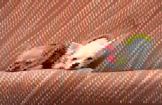 Ponta Village Karuizawa - Foto 34