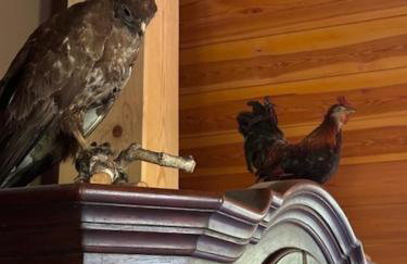 Uroczysko Ranczo Kupała Pałac, Mini zoo, stawy, ognisko, cały teren dla gości - Foto 13