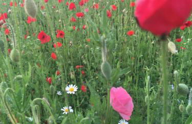 Rhöner Sternenhimmel FeWo 1 und 2 - Foto 8