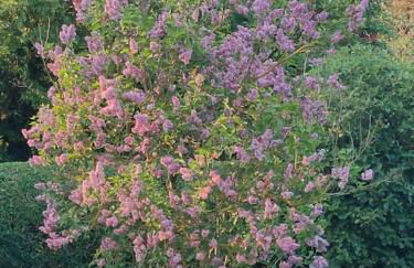 Olive Cottage Nidd Grange Moor Monkton - Foto 25