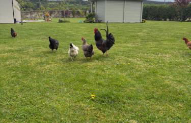 Peaceful Shepherd’s Hut in beautiful countryside. - Foto 21