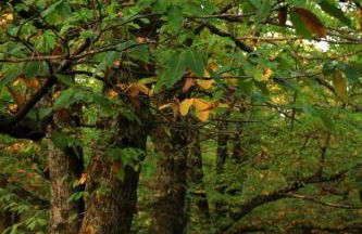 Casa Ypsilon Olive Oil - Photo 23