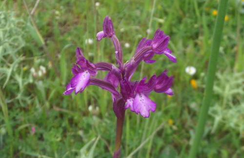 Tulip House - Foto 57