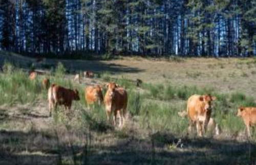 Castelvecchio Family Retreat - Foto 49