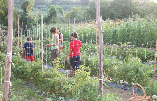 Charming Villa in Maida With Pool & Garden - Photo 30