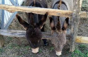 Beautiful Farmstay Hill Cottage and Tiny Equipped Camper in Maryland - Foto 18
