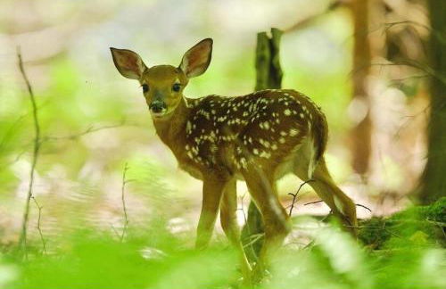 Cozy Creek House - Foto 59