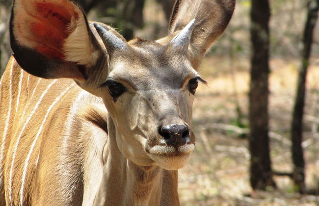 Umvangazi Rest - Enjoy a Relaxing, Rejuvenating and Peaceful Setting in the Bush - Foto 45