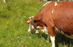 La ferme de Jouane - Photo 8