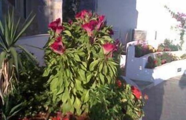 Ionio Star Hotel - Foto 41