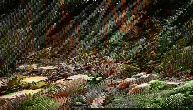 Vous découvrirez une incroyable variété de plantes