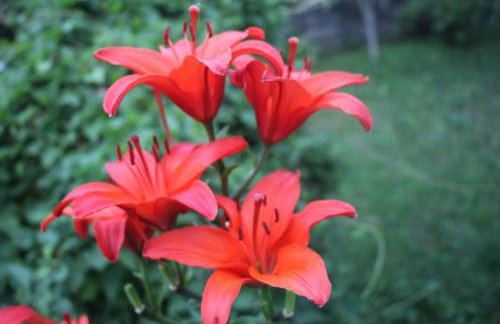 VILLA ADRY Aosta Sarre Your freedom - Foto 39