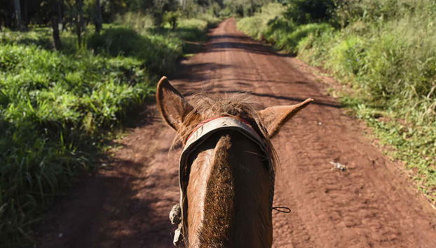 Desfrutaremos da tranquilidade da selva