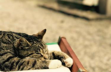 Ferienhof Utech - Foto 62