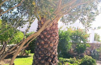 George's Place Sifnos - apartments - Foto 7