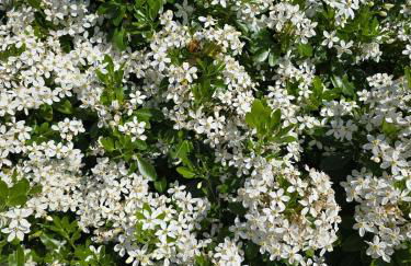 Gîte Ty Rosanès proche de la mer - Foto 4