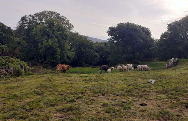 Cuckoo Tree House, Glengarriff, Beara Peninsula - Foto 28