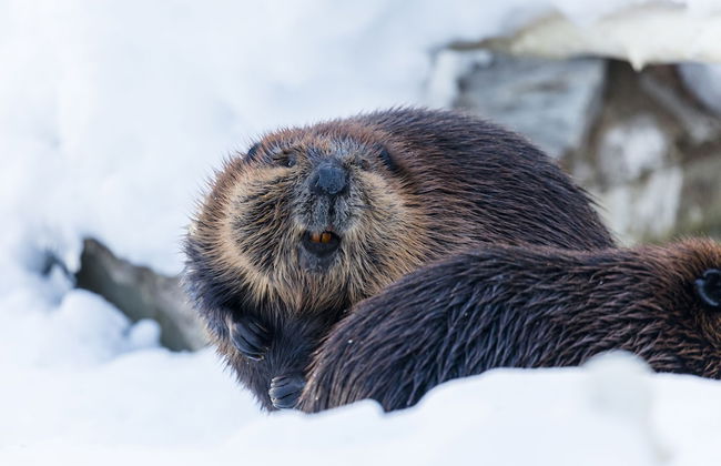 Ranua Resort Arctic Igloos - Foto 27