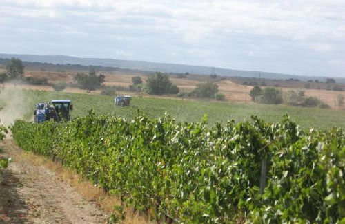 Monte Da Serralheira Agro Turismo - Foto 18