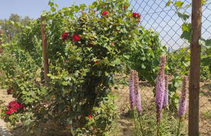 Quinta dos Padrinhos - Suites in the Heart of the Douro - Foto 64