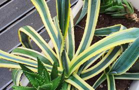 Il Giardino Di Lory - Foto 66