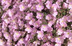 Roussa's House - Foto 37