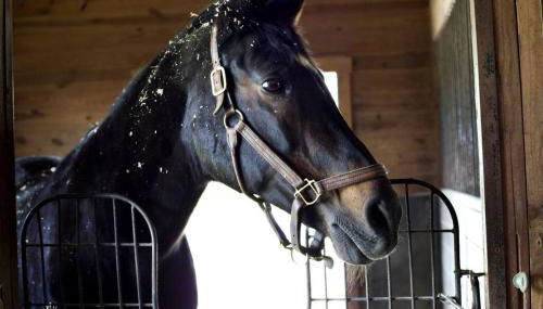 Dunover Farm. One bedroom apartment. - Foto 3