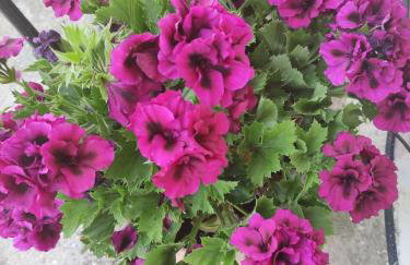 Σοφίτα Μαρτά - Foto 55