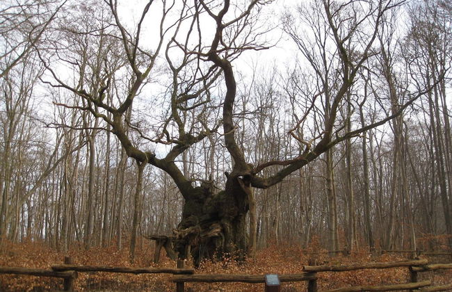 Woodland Holiday Home in Jægerspris with Hot Tub - Foto 7