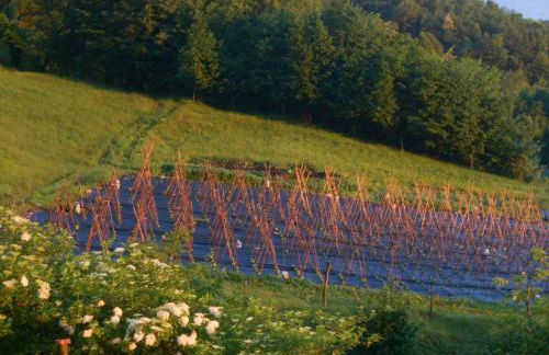 Agriturismo La Casa Nei Boschi - Foto 52