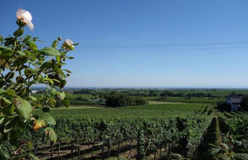 Traumblick Rebenmeer - Foto 6