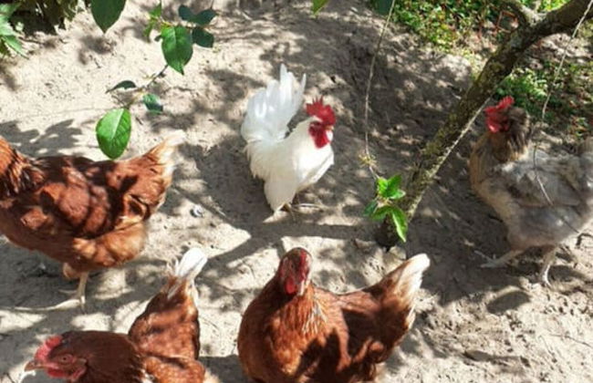 Holiday Home Landlust - Photo 12