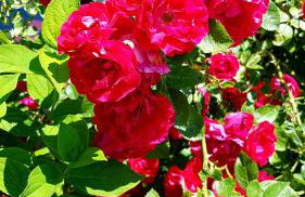 Antonówka - Foto 11